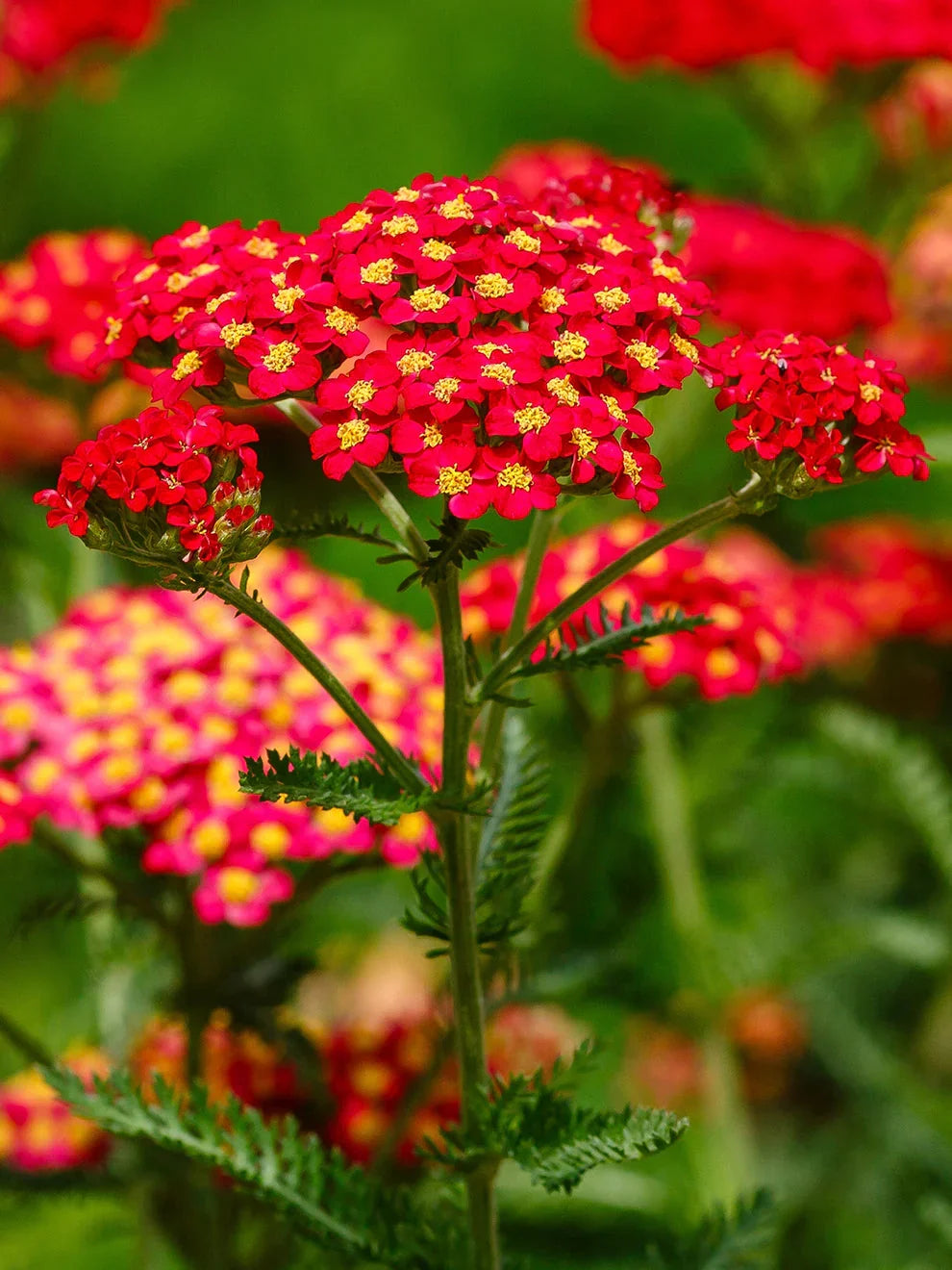 Mixed Color Yarrow (Achillea millefolium) flower seeds for planting in home gardens