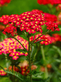 Mixed Color Yarrow (Achillea millefolium) flower seeds for planting in home gardens