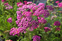 Pink Cerise Yarrow Flower seeds for Planting - Colorful Display, Heirloom & GMO Free Seeds for Home Garden