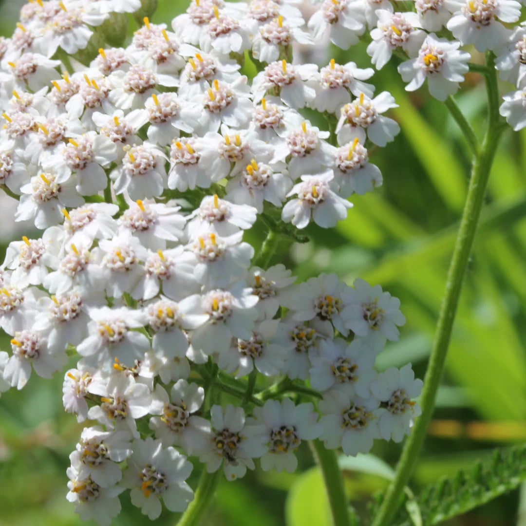 White Yarrow Flower seeds for Planting - Hardy Variety, Heirloom & GMO Free Seeds for Home Garden