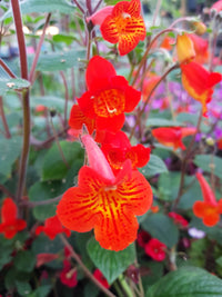 Heirloom Achimenantha Flower seeds for Planting Low Maintenance Heirloom & GMO Free Seeds for Home Garden