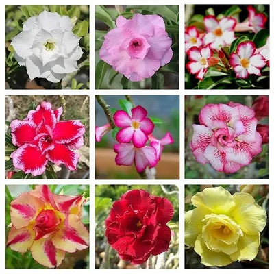100 Pcs