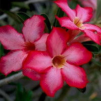 White Pink Adenium Flower Seeds for Planting Wildflower Mix Heirloom & GMO Free Seeds for Home Garden
 
 Sale
