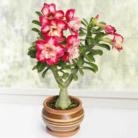 Desert Rose bulbs in bulk for planting