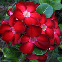 Red Adenium Obesum Flower Planting Seeds - Vibrant Desert Rose Seeds for Your Garden