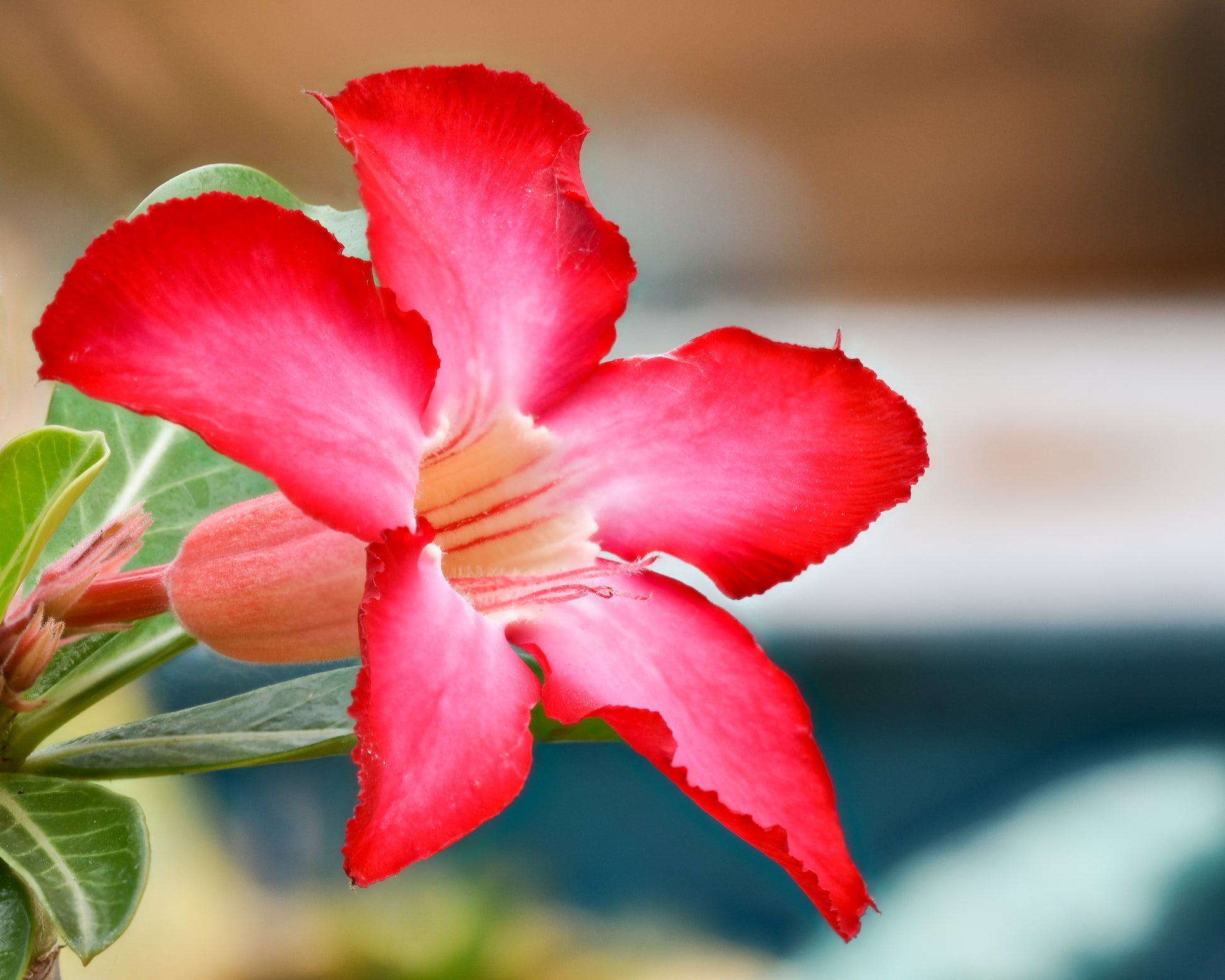 Adenium Obesum Flower seeds for Planting - Garden Favorite, Heirloom & GMO Free Seeds for Home Garden