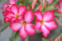 Light Pink Adenium Obesum Flower seeds for Planting Bright Blooms Heirloom & GMO Free Seeds for Home Garden