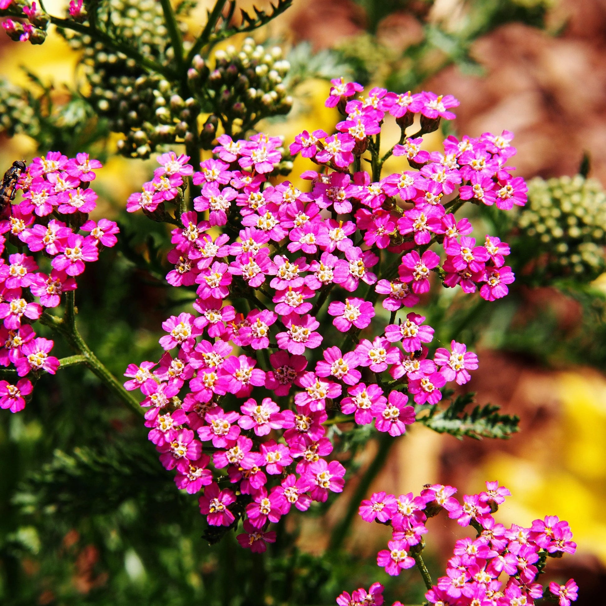Colorful Achillea millefolium flowers growing in a vibrant garden landscape