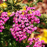 Colorful Achillea millefolium flowers growing in a vibrant garden landscape