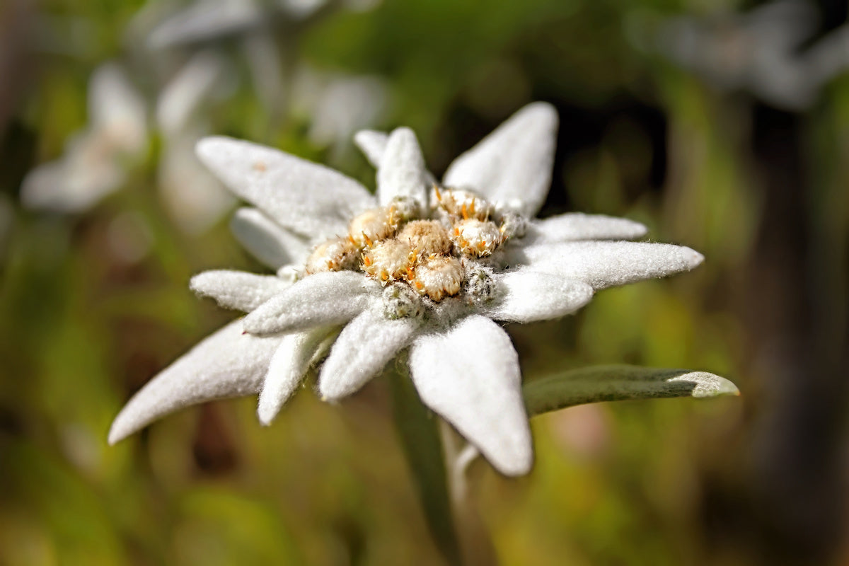 Edelweiss Flower Seeds for Planting Leontopodium Alpinum for Rock Gardens