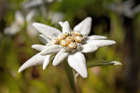 Edelweiss Flower Seeds for Planting Leontopodium Alpinum for Rock Gardens