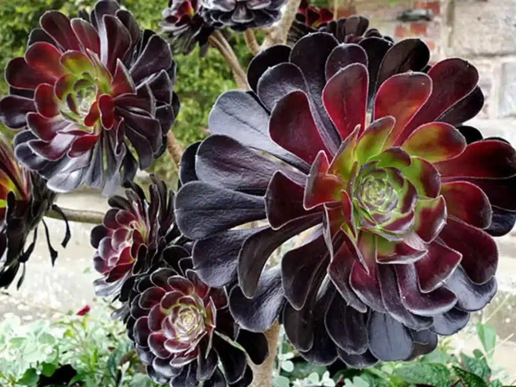Black Atropureum Flower seeds for Planting - Cottage Garden Essential, Heirloom & GMO Free Seeds for Home Garden