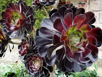 Black Atropureum Flower seeds for Planting - Cottage Garden Essential, Heirloom & GMO Free Seeds for Home Garden