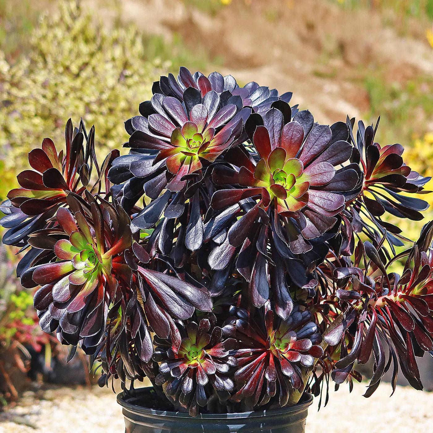 Arboreum Atropureum Flower seeds for Planting - Low Maintenance, Heirloom & GMO Free Seeds for Home Garden