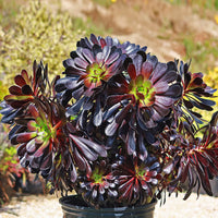 Arboreum Atropureum Flower seeds for Planting - Low Maintenance, Heirloom & GMO Free Seeds for Home Garden