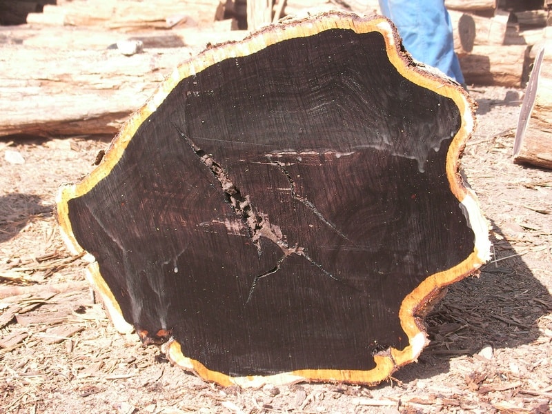 African Blackwood Seeds for Planting – Heirloom & Non-GMO Timber Tree Seeds