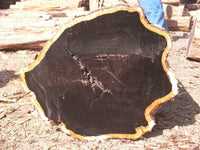 African Blackwood Seeds for Planting – Heirloom & Non-GMO Timber Tree Seeds