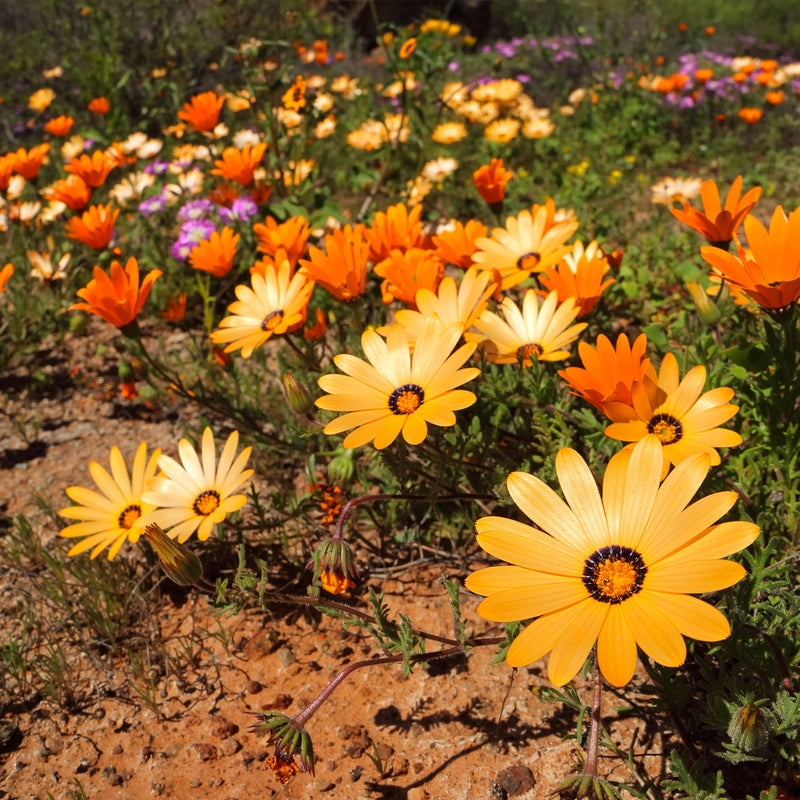 Dimorphotheca Flower seeds for Planting Shade Tolerant Heirloom & GMO Free Seeds for Home Garden
