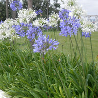 Mix Agapanthus Flower seeds for Planting - Perfect for Borders, Heirloom & GMO Free Seeds for Home Garden