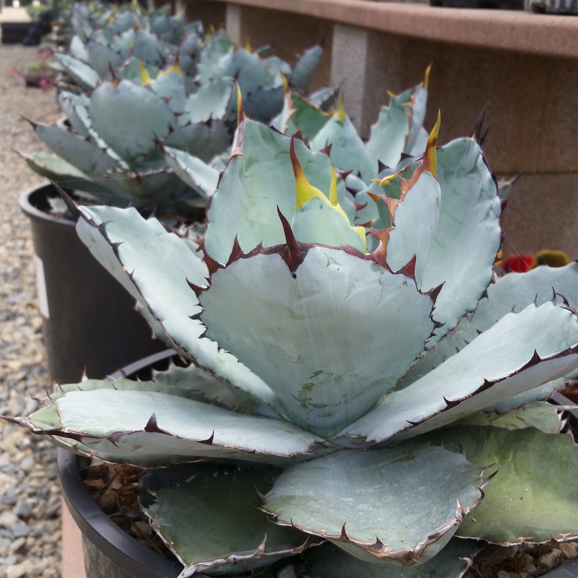 Blue Agave Titanota Flower seeds for Planting Compact Growth Heirloom & GMO Free Seeds for Home Garden
 
 Sale