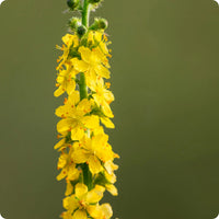 Agrimonia Flower seeds for Planting Drought Tolerant Heirloom & GMO Free Seeds for Home Garden