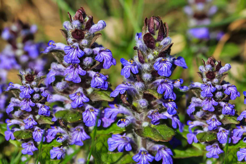 Mixed Ajuga Reptans seeds for planting