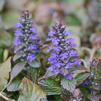 Ajuga Flower seeds for Planting Perfect for Borders Heirloom & GMO Free Seeds for Home Garden 
 
 Sale