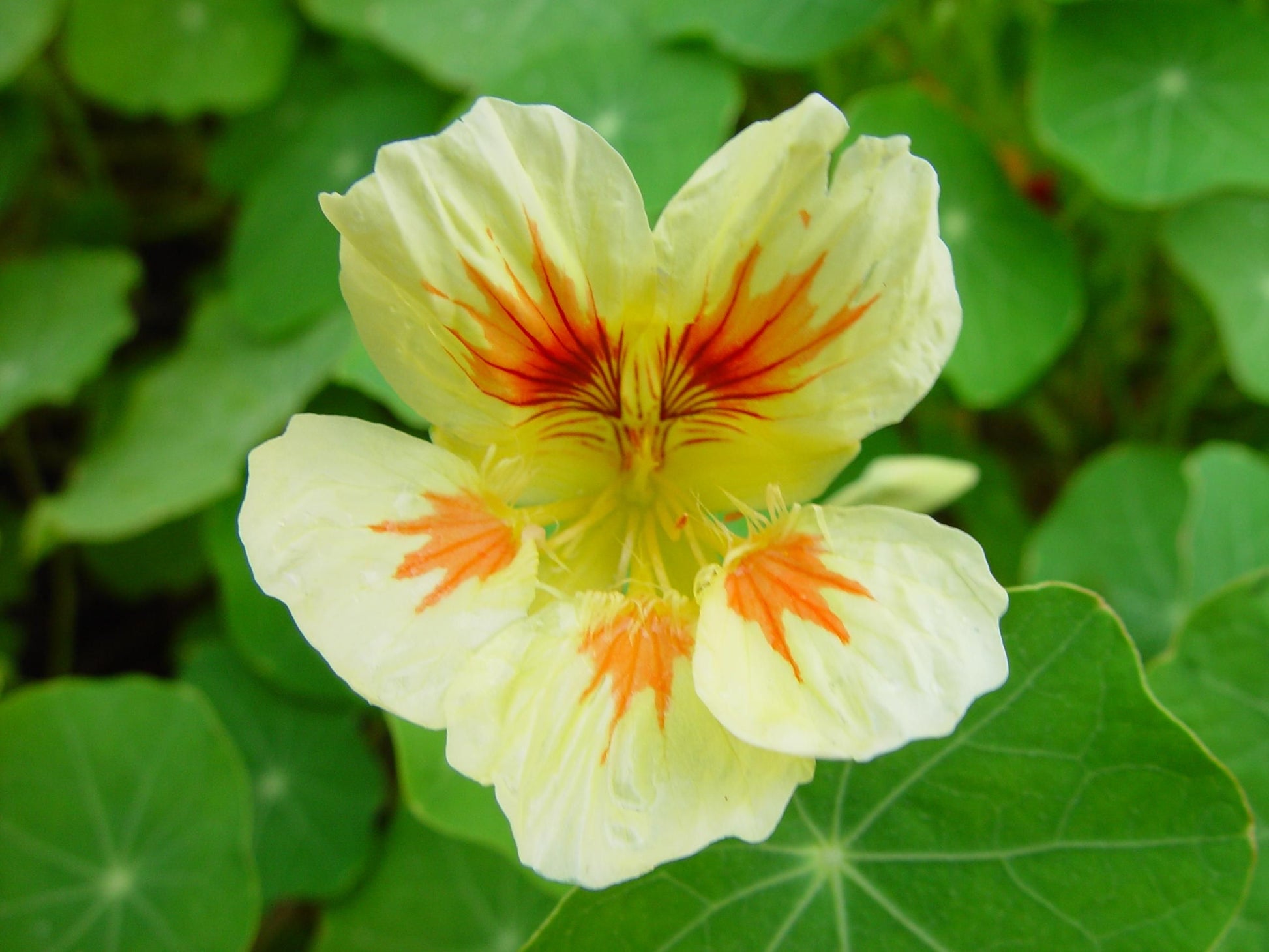White Nasturtium Flower Seeds – Perfect Borders Heirloom & NonGMO Seeds for Home Garden
 
 Sale