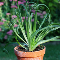 Spiralis Flower seeds for Planting - Colorful Display, Heirloom & GMO Free Seeds for Home Garden
