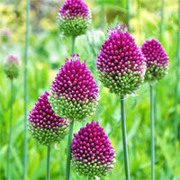 Nickende Zwiebel Allium sphaerocephalon Native Wildflower Seeds for Planting in Garden
