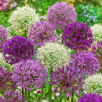 Stunning Allium Bulbs Mix for colorful garden planting
