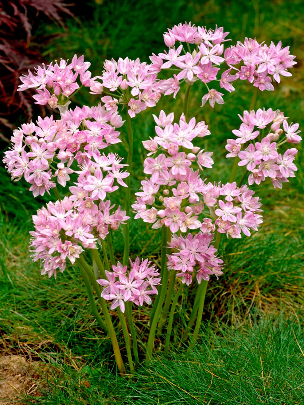 Perennial Allium Roseum bulbs blooming in a garden setting