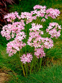 Perennial Allium Roseum bulbs blooming in a garden setting