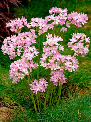 Perennial Allium Roseum bulbs blooming in a garden setting