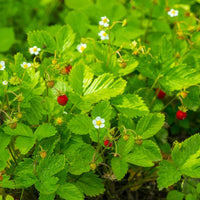 Alpine Strawberry Alexandria Red Seeds – Sweet Red Fruit for Home Gardens
