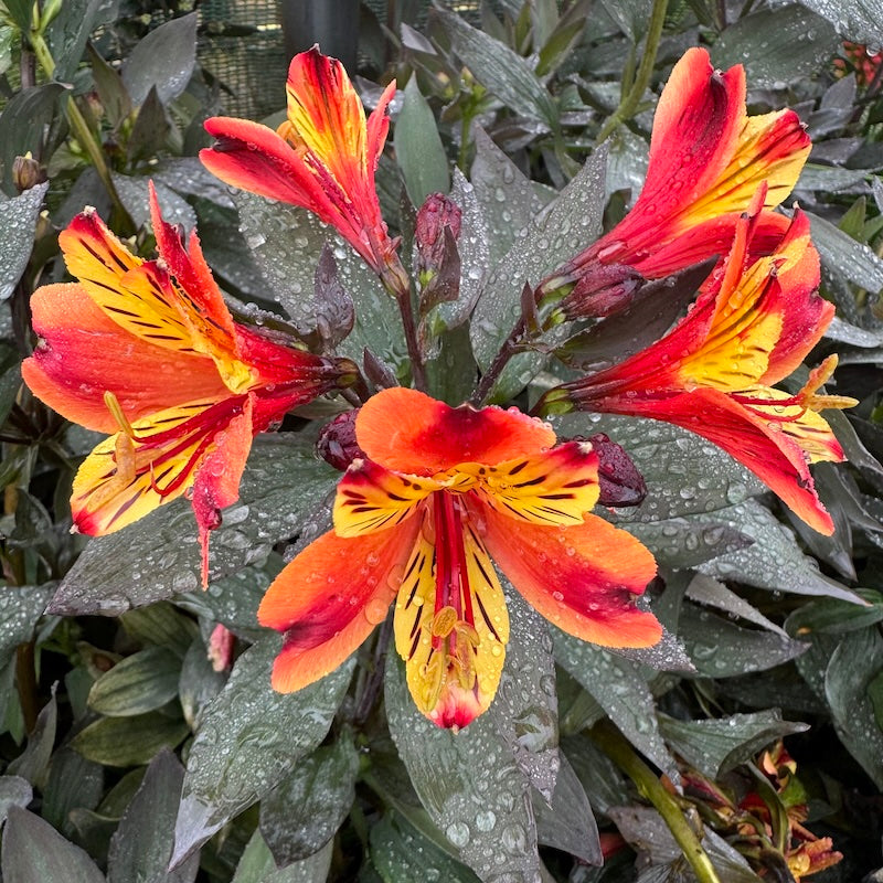 Red Yellow Alstroemeria Flower seeds for Planting - Bright Blooms, Heirloom & GMO Free Seeds for Home Garden