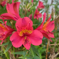 Pink Alstroemeria Flower seeds for Planting - Vibrant Colors, Heirloom & GMO Free Seeds for Home Garden