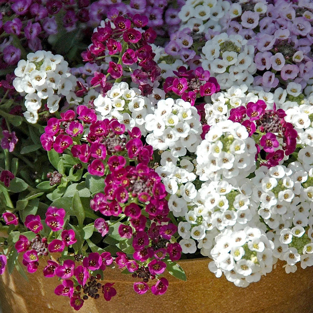 Multicolor Alyssum flower seeds for planting annual garden flowers.
