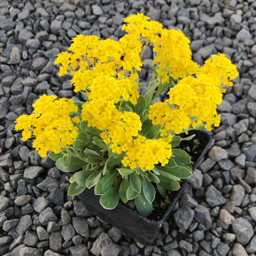 Yellow Aurinia Saxatilis Flower seeds for Planting - Drought Tolerant, Heirloom & GMO Free Seeds for Home Garden