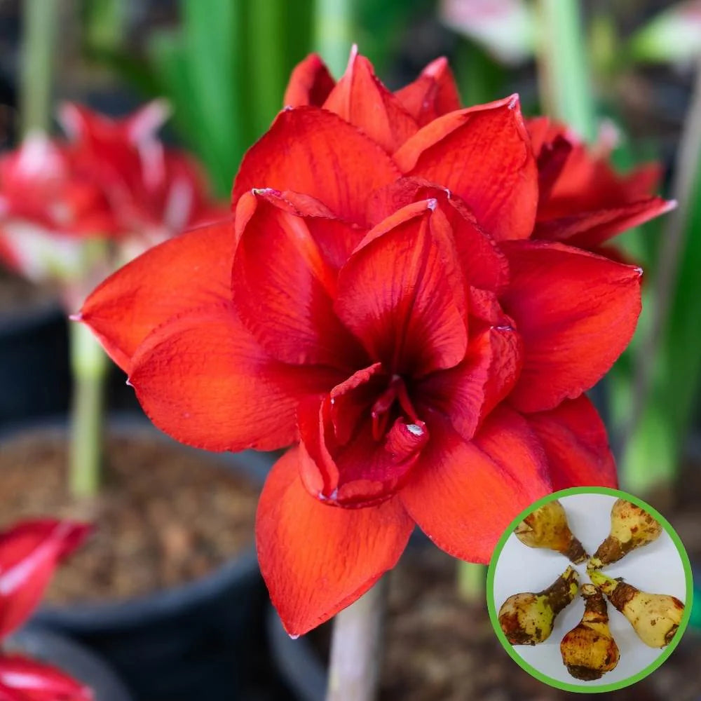 Amaryllis Flower seeds for Planting - Colorful Display, Heirloom & GMO Free Seeds for Home Garden