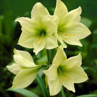 Light (Light Green) seeds for planting in home garden