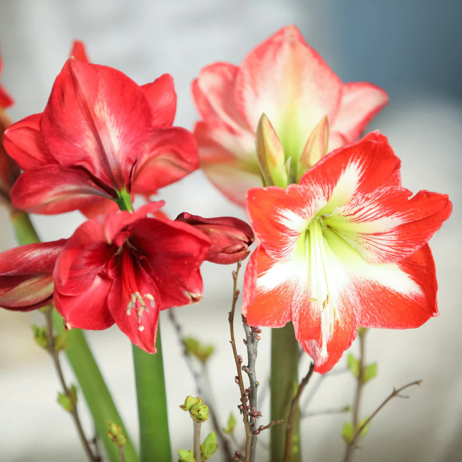 Amaryllis Flower seeds for Planting - Garden Favorite, Heirloom & GMO Free Seeds for Home Garden