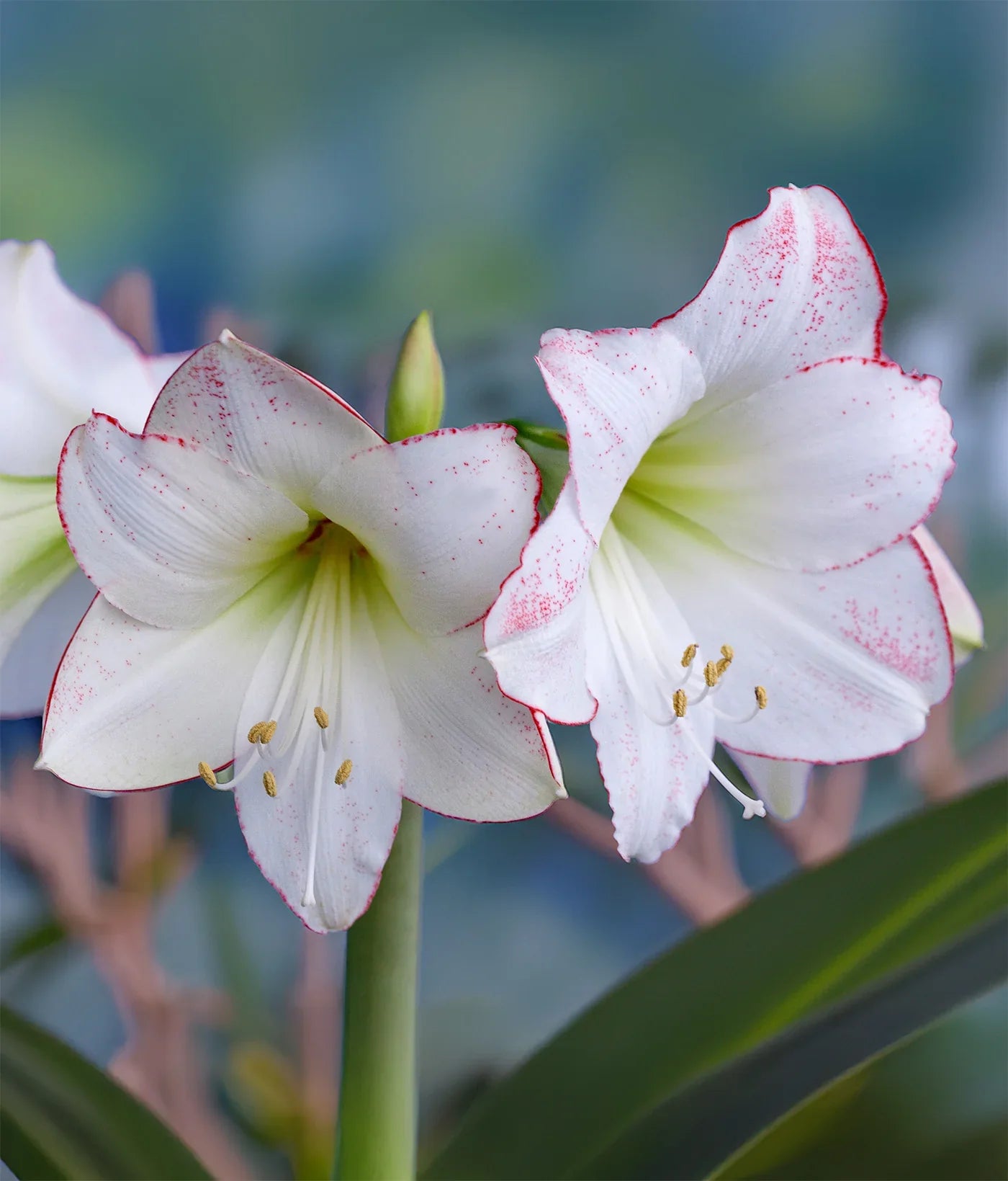 White Picasso Base Waxed Intokazi Amaryllis Bulb for Indoor Decorative Floral Display