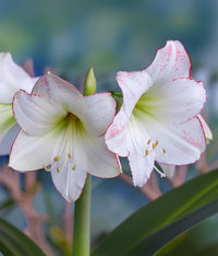 White Picasso Base Waxed Intokazi Amaryllis Bulb for Indoor Decorative Floral Display