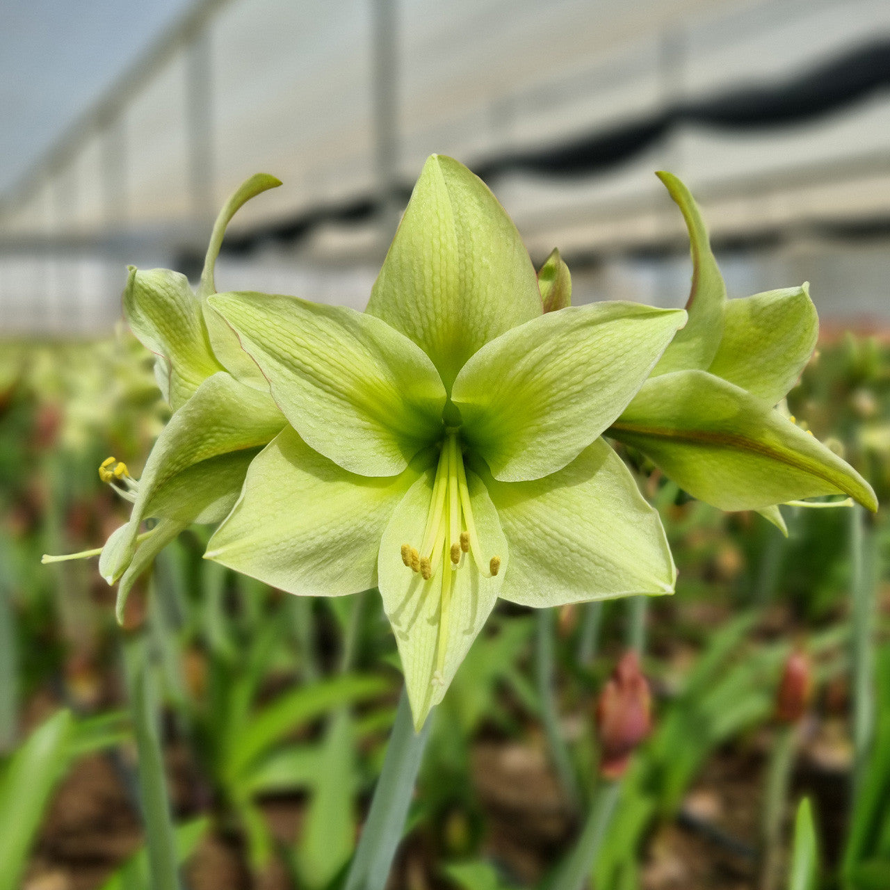 Pale Green Amaryllis Flower Seeds for Planting Premium Quality Heirloom & GMO Free Seeds for Home Garden
 
 Sale