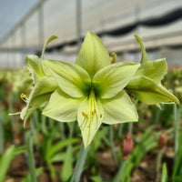 Pale Green Amaryllis Flower Seeds for Planting Premium Quality Heirloom & GMO Free Seeds for Home Garden
 
 Sale