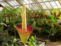 Non-GMO Amorphophallus titanum seeds
