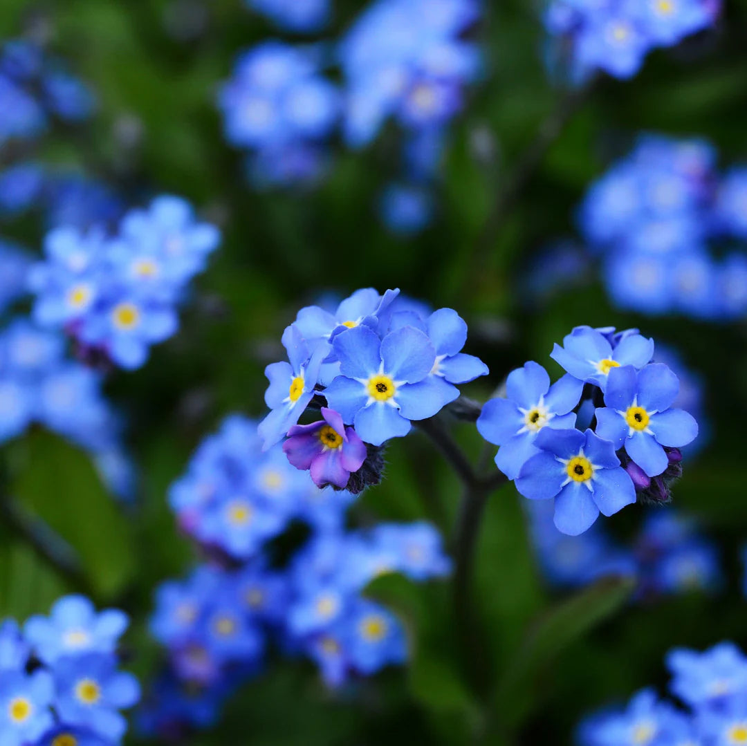 Sky Blue Nezabudka Flower Seeds for Planting Drought Tolerant Heirloom & GMO Free Seeds for Home Garden
 
 Sale