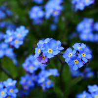 Sky Blue Nezabudka Flower Seeds for Planting Drought Tolerant Heirloom & GMO Free Seeds for Home Garden
 
 Sale