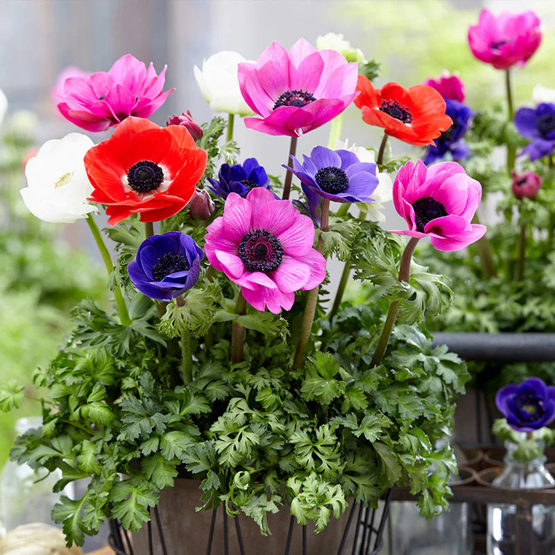 Anemone Flower seeds for Planting Drought Tolerant Heirloom & GMO Free Seeds for Home Garden 
 
 Sale